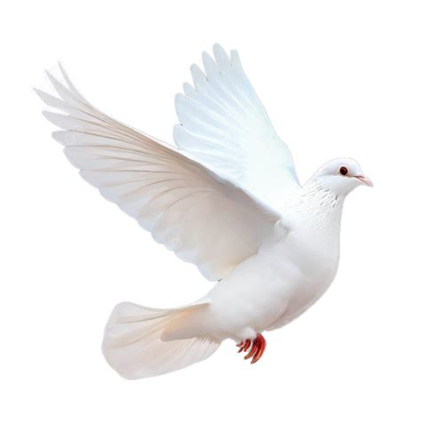 Dove .